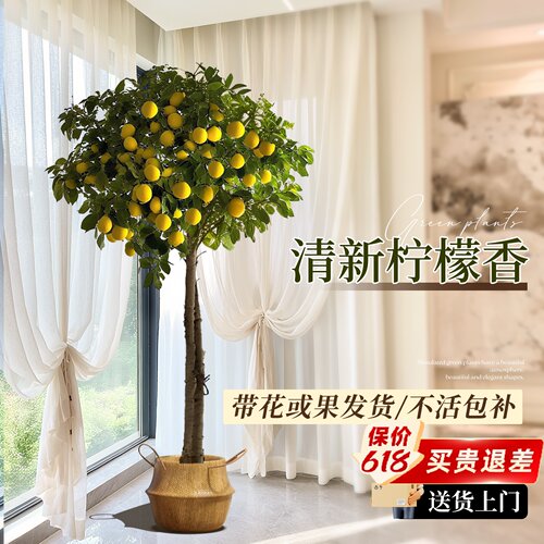 香水柠檬树盆栽带果四季可食用