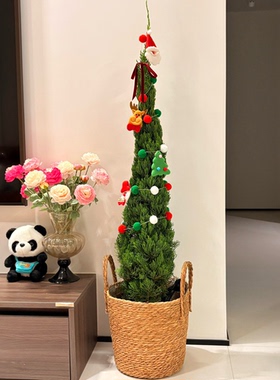 龙柏盆栽松柏圣诞树真绿植