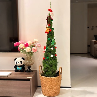 圣诞树客厅草木世界松柏树苗龙柏扁柏塔松真绿植大型户外庭院好养