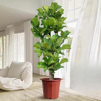 Ficus lyrata, office flowers, green plants, bonsai, living room, prosperous house, indoor potted large plants, easy to survive, easy to take care of throughout the four seasons thumbnail 2