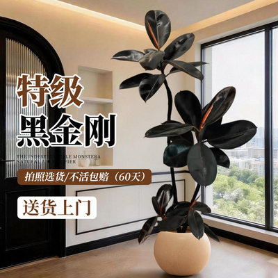 【拍照选货】造型黑金刚客厅绿植