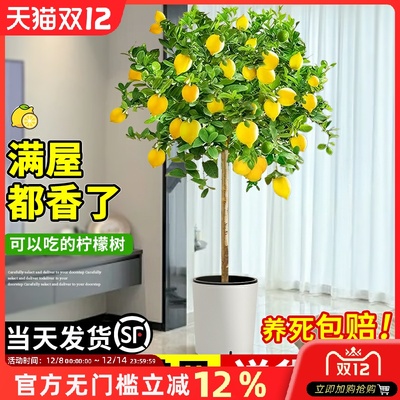 香水柠檬树盆栽带果大型绿植