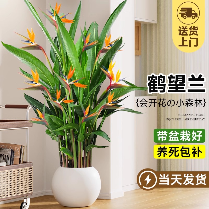 鹤望兰天堂鸟绿植盆栽带花苞客厅办公室内大型植物落地大盆景禄植