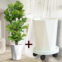 Ficus lyrata, office flowers, green plants, bonsai, living room, prosperous house, indoor potted large plants, easy to survive, easy to take care of throughout the four seasons thumbnail 4