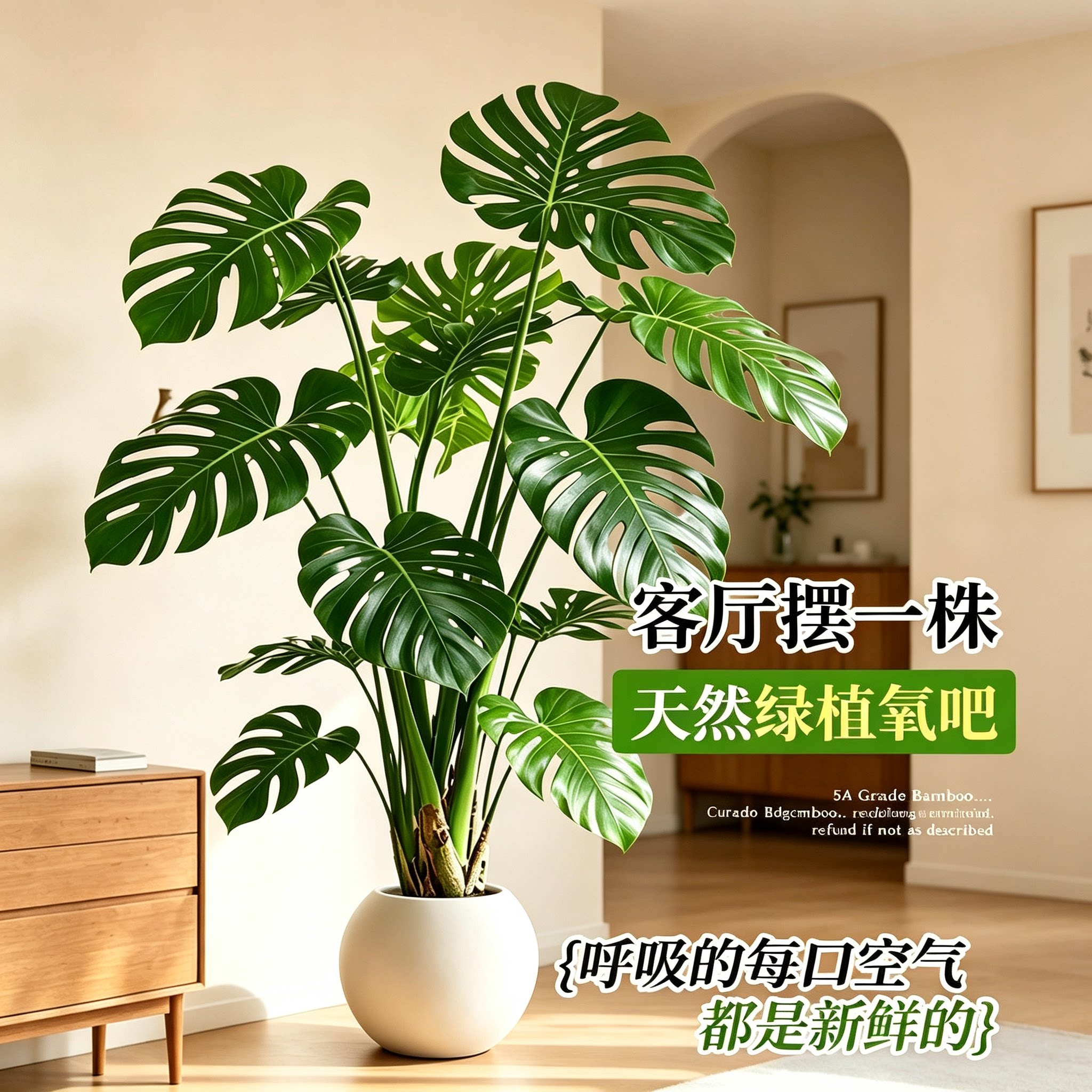 龟背竹客厅落地大叶好养盆栽图片