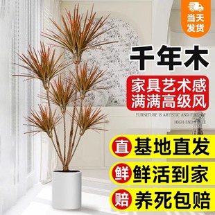 千年木室内大型真绿植马尾铁七彩铁落地植物客厅办公室龙血树盆栽