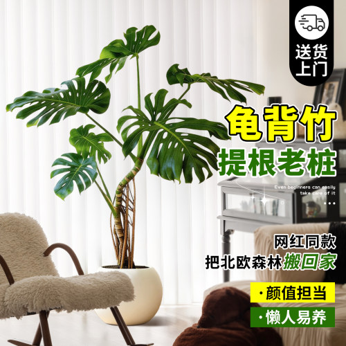 龟背竹大型绿植盆栽易养
