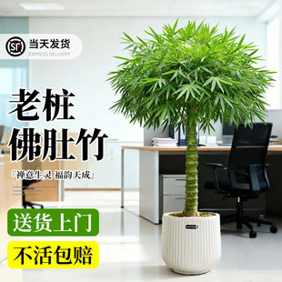 佛肚竹盆栽老桩盆景罗汉竹客厅绿植竹子四季常青好养活勒竹内门竹
