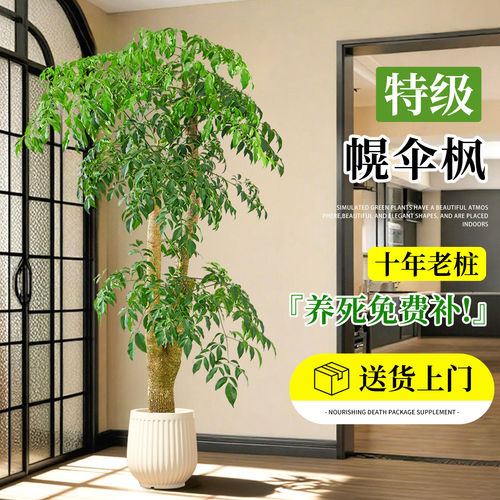 幌伞枫老桩幸福树室内好养盆栽