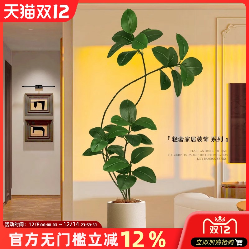 室内沙发电视柜绿植黑金刚橡皮树