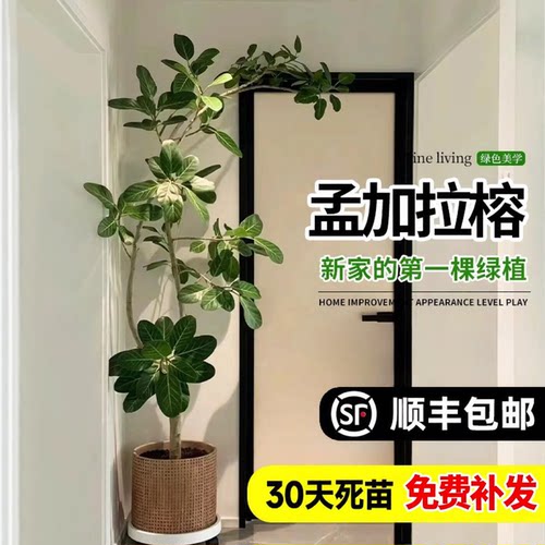 孟加拉榕树大型室内客厅绿植