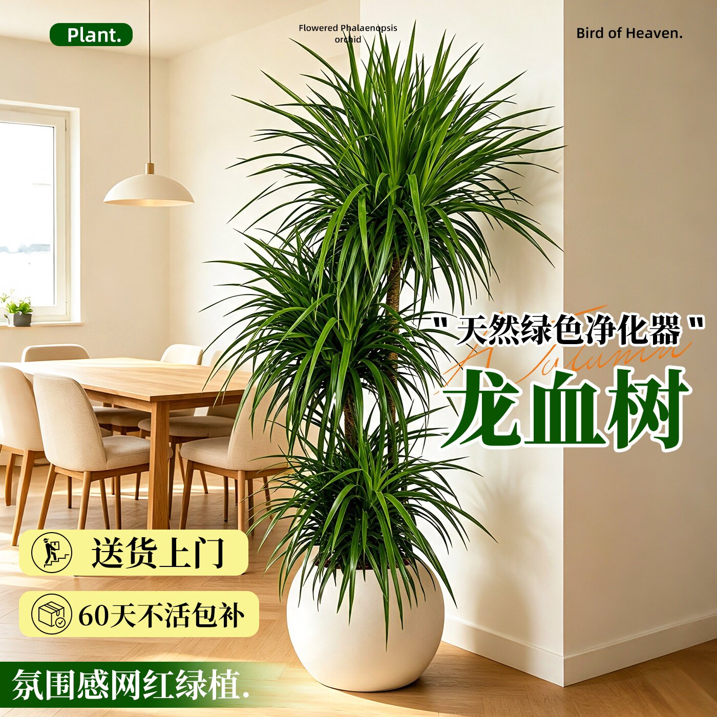龙血树客厅绿植室内大型盆栽多头龙须树办公室高级感落地植物摆件图片