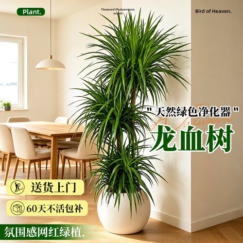 龙血树客厅绿植室内大型盆栽多头龙须树办公室高级感落地植物摆件