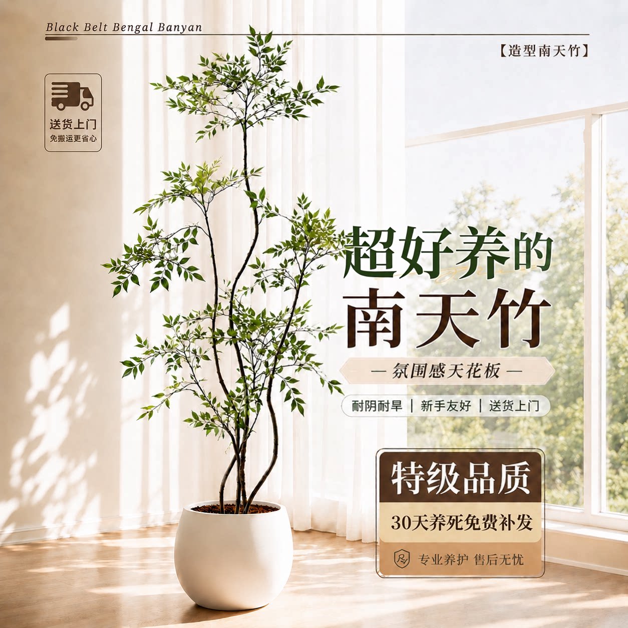 【拍照选货】南天竹客厅绿植图片