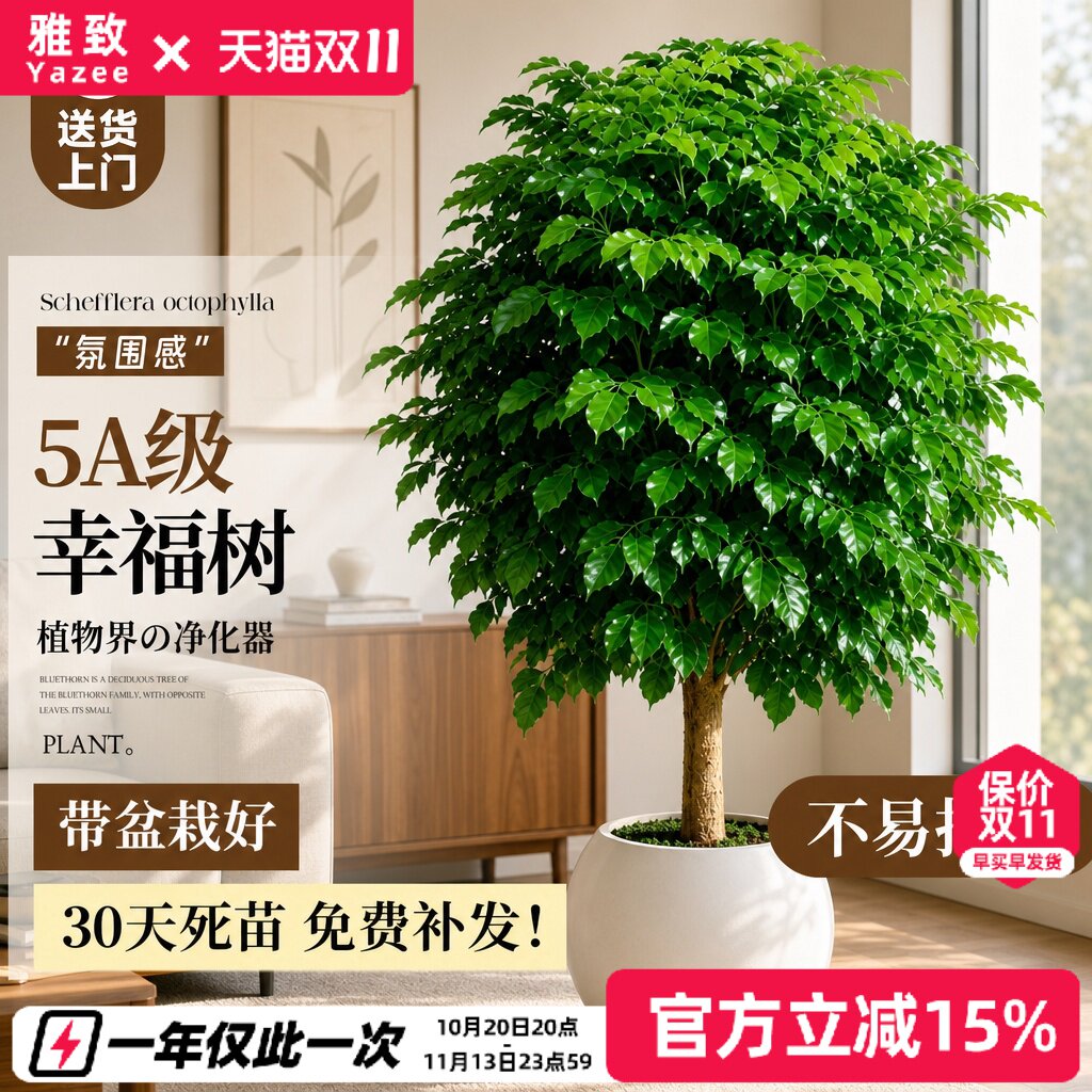幸福树客厅绿植办公室内大型植物单杆四季常青造型大树盆景平安树