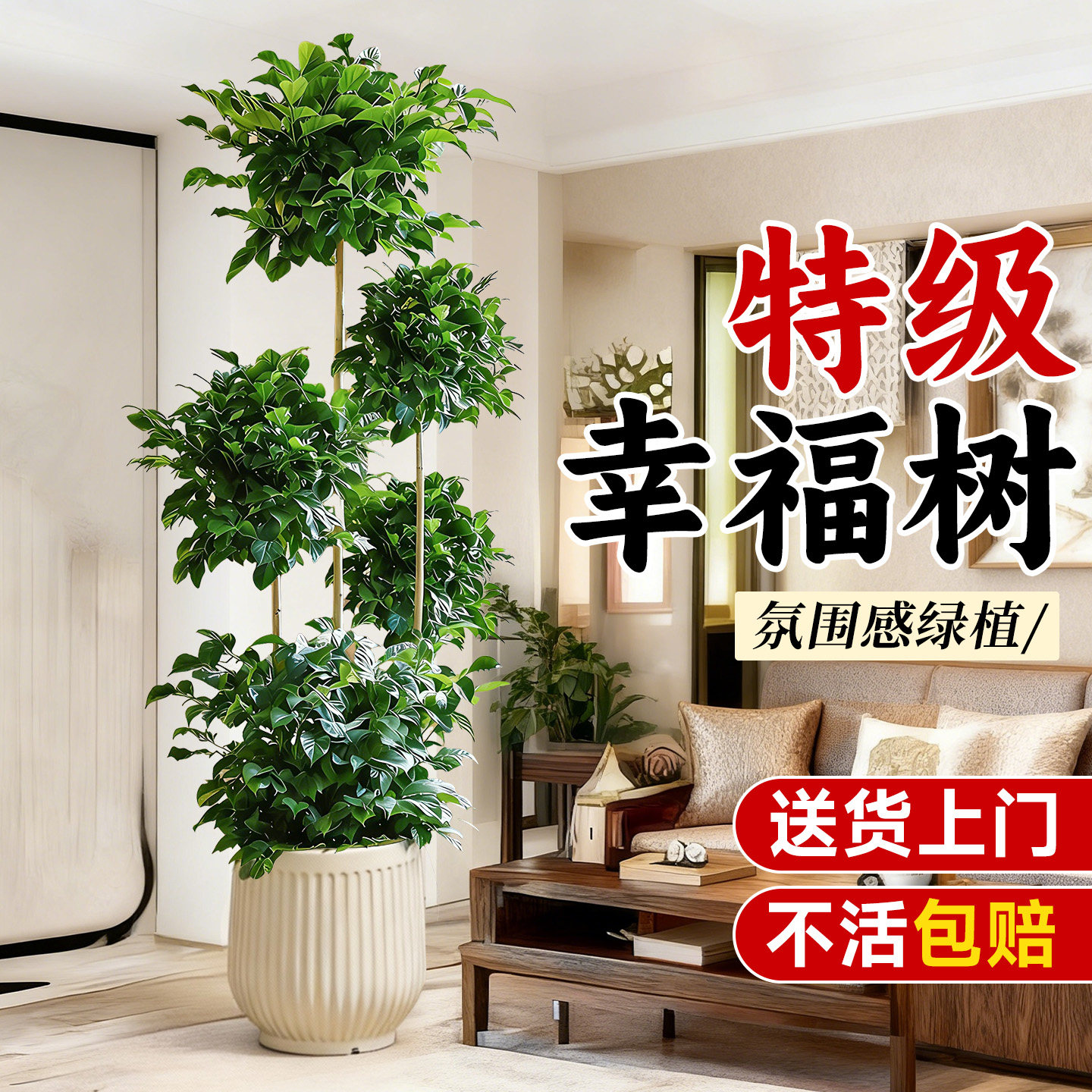 幸福树客厅大盆栽老桩植物客厅高级感室内落地大型绿植盆景好养活