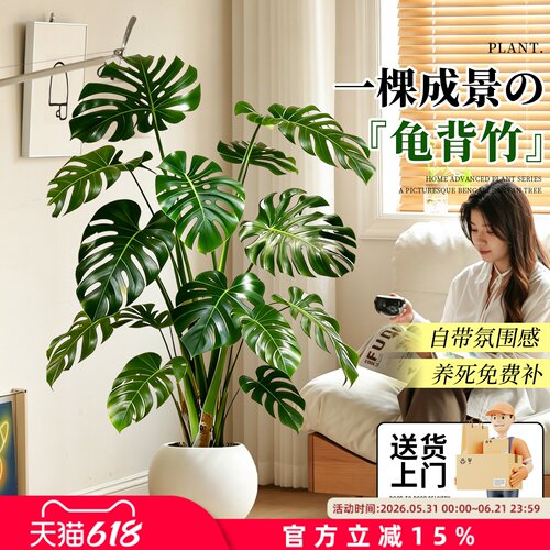 龟背竹大型绿植盆栽易养