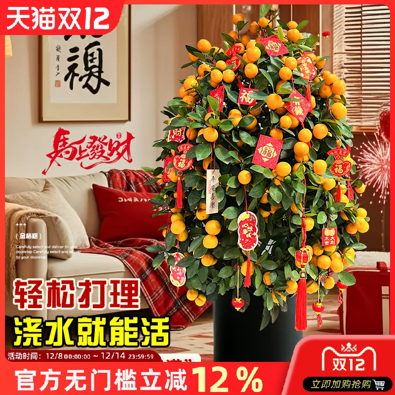 金桔树盆栽带果年桔可食用橘子树苗四季新年绿植物室内客厅年宵花