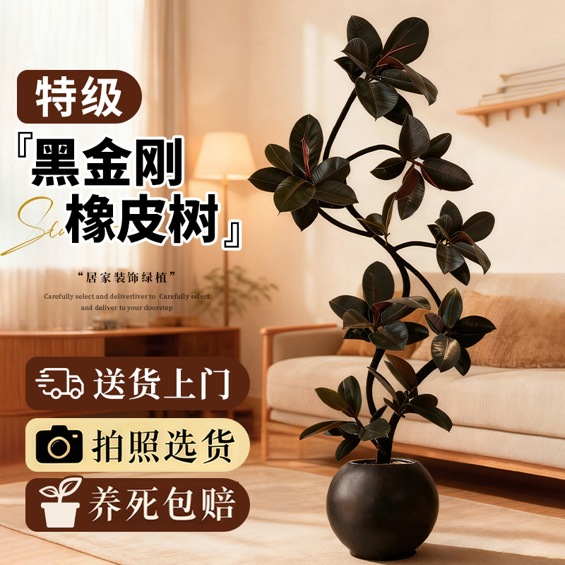 造型橡皮树黑金刚客厅高级感绿植大型盆栽轻奢高颜值好养室内植物