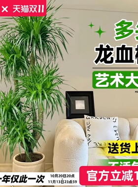 龙血树客厅绿植大型多头龙须树老桩盆栽真树大号室内盆景好养植物
