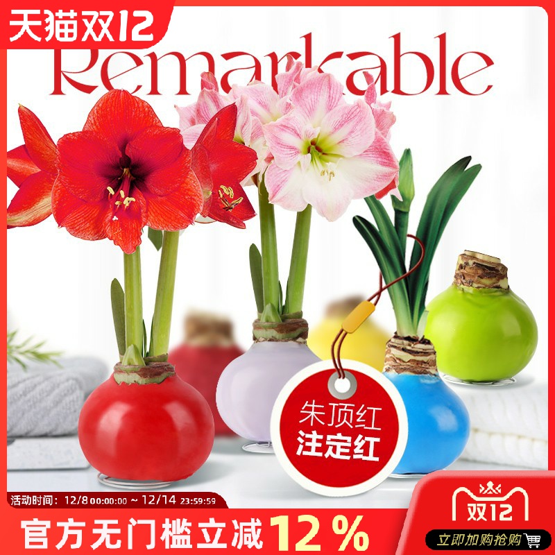 进口重瓣蜡封朱顶红带花苞