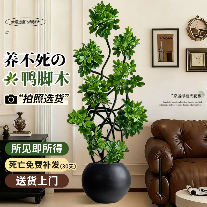 鸭脚木大型绿植八方来财客厅办公室内高端大气上档次盆栽摆件绿植