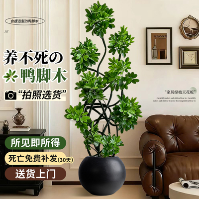 鸭脚木大型绿植八方来财客厅办公室内高端大气上档次盆栽摆件绿植