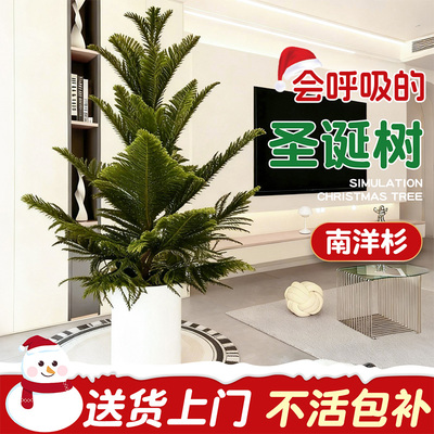 南洋杉盆栽圣诞树松苗真景