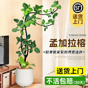 网红孟加拉榕盆栽大型室内客厅绿植黄金榕高山榕树落地真花旺宅树