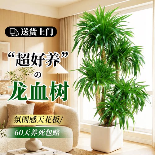 龙血树客厅绿植多头老桩盆栽好养活室内轻奢大型植物高级感龙须