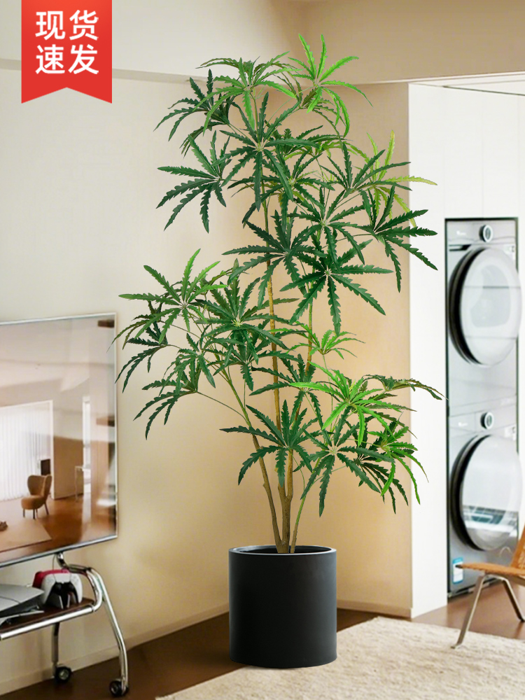 电视柜旁边摆件彷真绿植孔雀木植物轻奢室内大型彷生盆栽客厅装饰