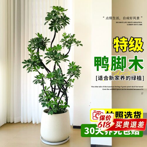 鸭脚木客厅大盆栽室内大型绿植