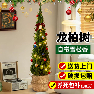 圣诞树真树高级感客厅大绿植龙柏大型植物大盆栽松柏落地好养活