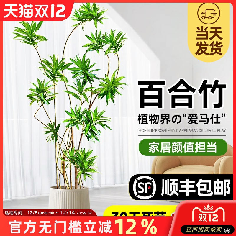 百合竹客厅造型绿植室内大型落地式大盆栽办公室四季常青真花植物