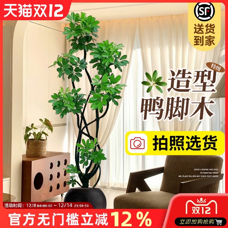 鸭脚木客厅大盆栽室内绿植