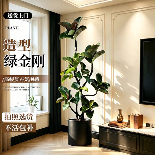 绿金刚橡皮树客厅大盆栽