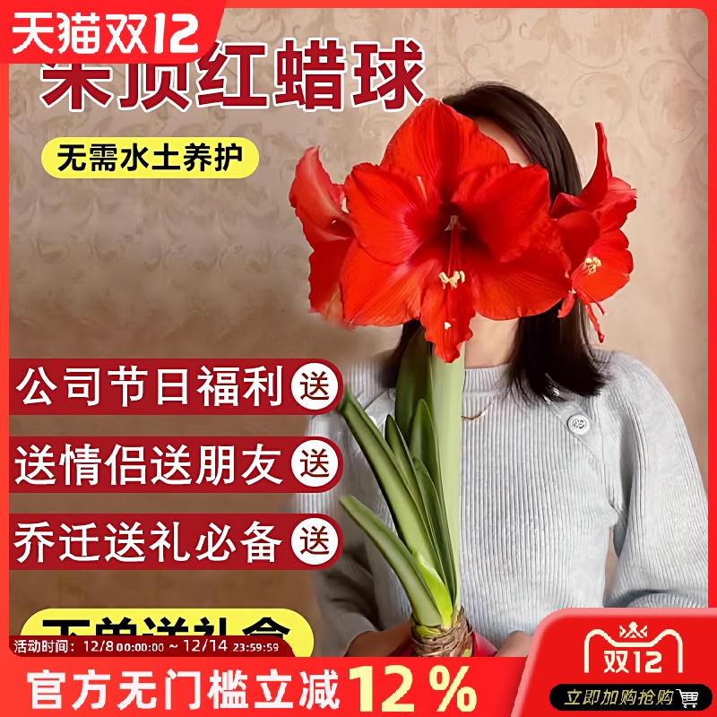 进口重瓣蜡封朱顶红带花苞