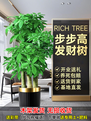 步步高发财树三杆原生客厅大盆栽大型绿植乔迁新居办公室开业送礼