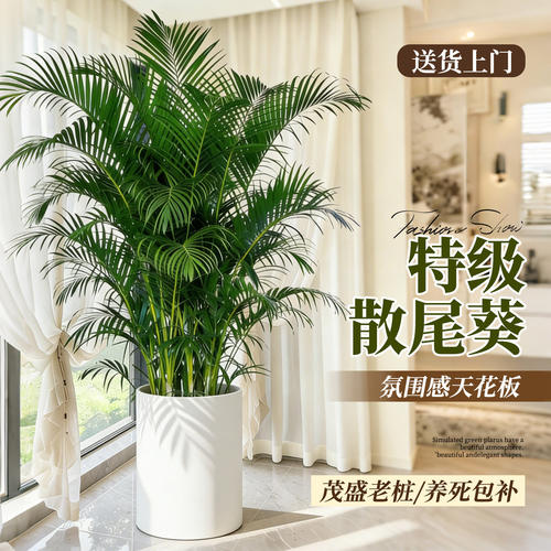 散尾葵植物盆栽客厅大型绿植室内落地办公室大号凤尾竹天堂鸟好养