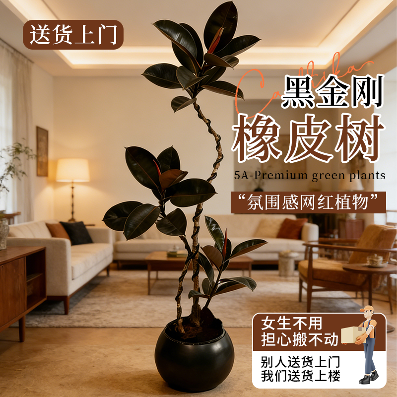 黑金刚橡皮树客厅大盆栽室内大型绿植四季好养阳台办公室高端植物,鲜花速递/花卉仿真/绿植园艺,大型绿植/成品组合盆栽,淘宝优惠券,粉丝福利购,淘宝优惠卷