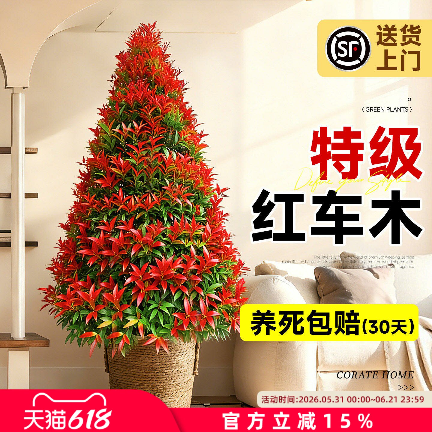 红车木盆栽红鳞蒲桃室内大型绿植落地盆景塔形彩叶庭院风景树好养