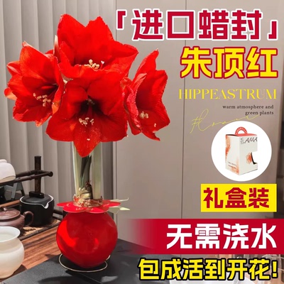 生日礼物送女朋友闺蜜朱顶红种球进口重瓣鬼魅新年快乐开花球根