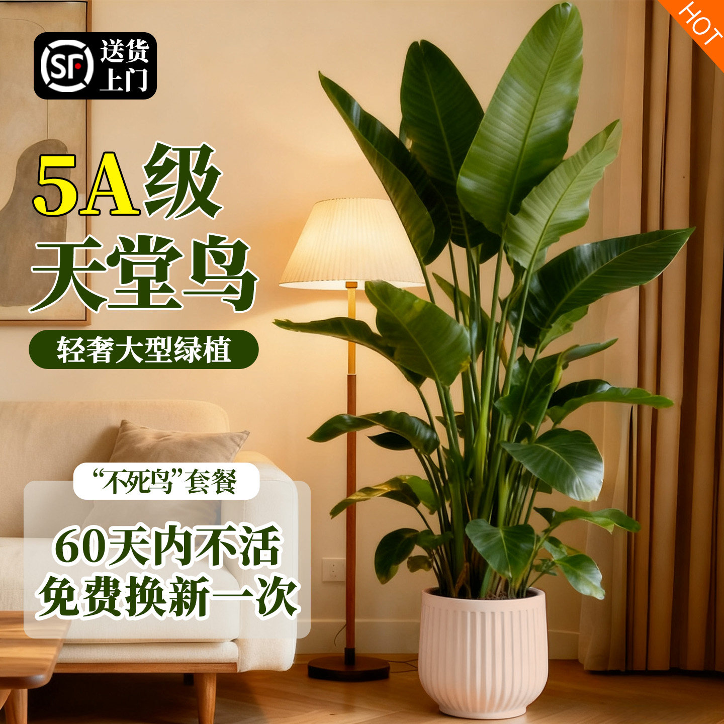 天堂鸟绿植客厅大型物盆栽