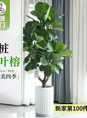 琴叶榕四季好养绿植盆景