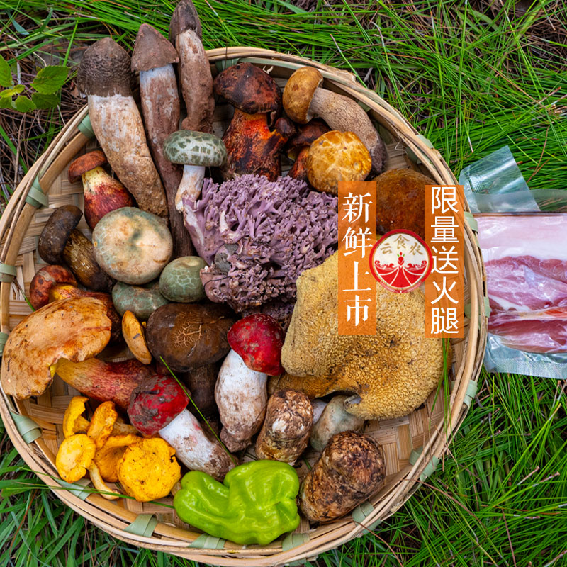 新鲜野生菌组合云南鸡枞菌青头菌见手青牛肝菌黄牛肝红白紫葱松茸