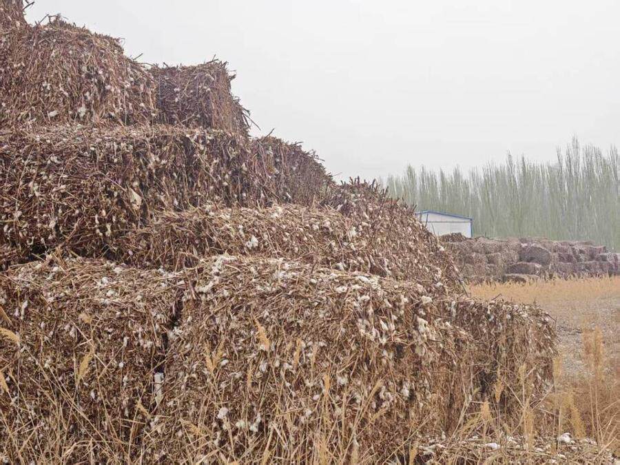 5月7日巴音郭楞市棉花秸秆一批网络拍卖公告