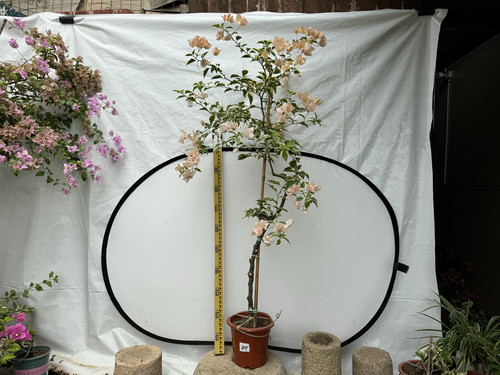 高级香槟色花叶共赏品种马斯