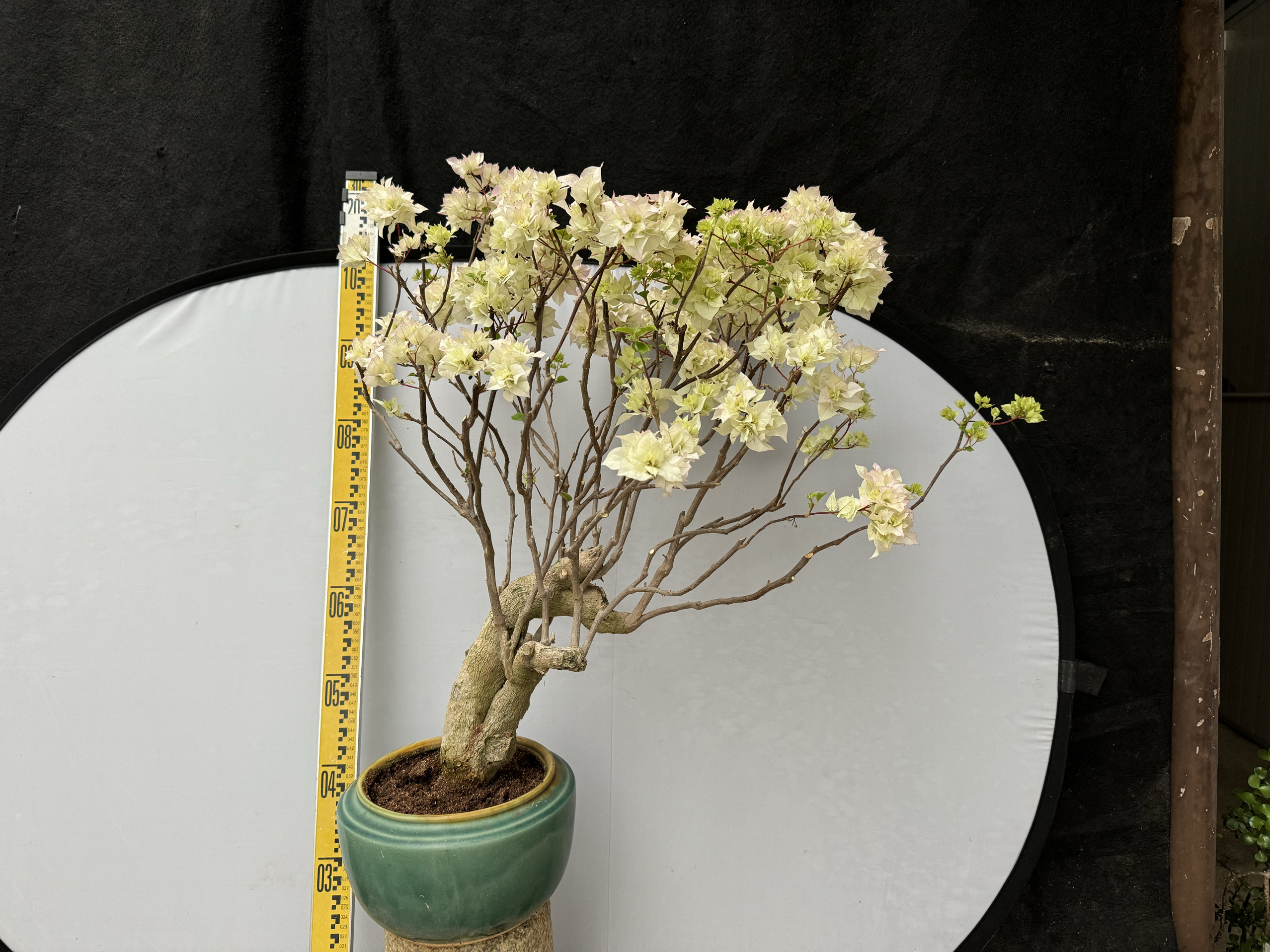 东篱小舍 三角梅勤花品种重瓣西施怡景原生老桩 实拍照 原盆发货