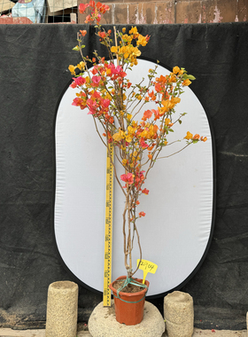 东篱小舍　2904三角梅勤花品种阿达娜老桩 实拍照　原盆发