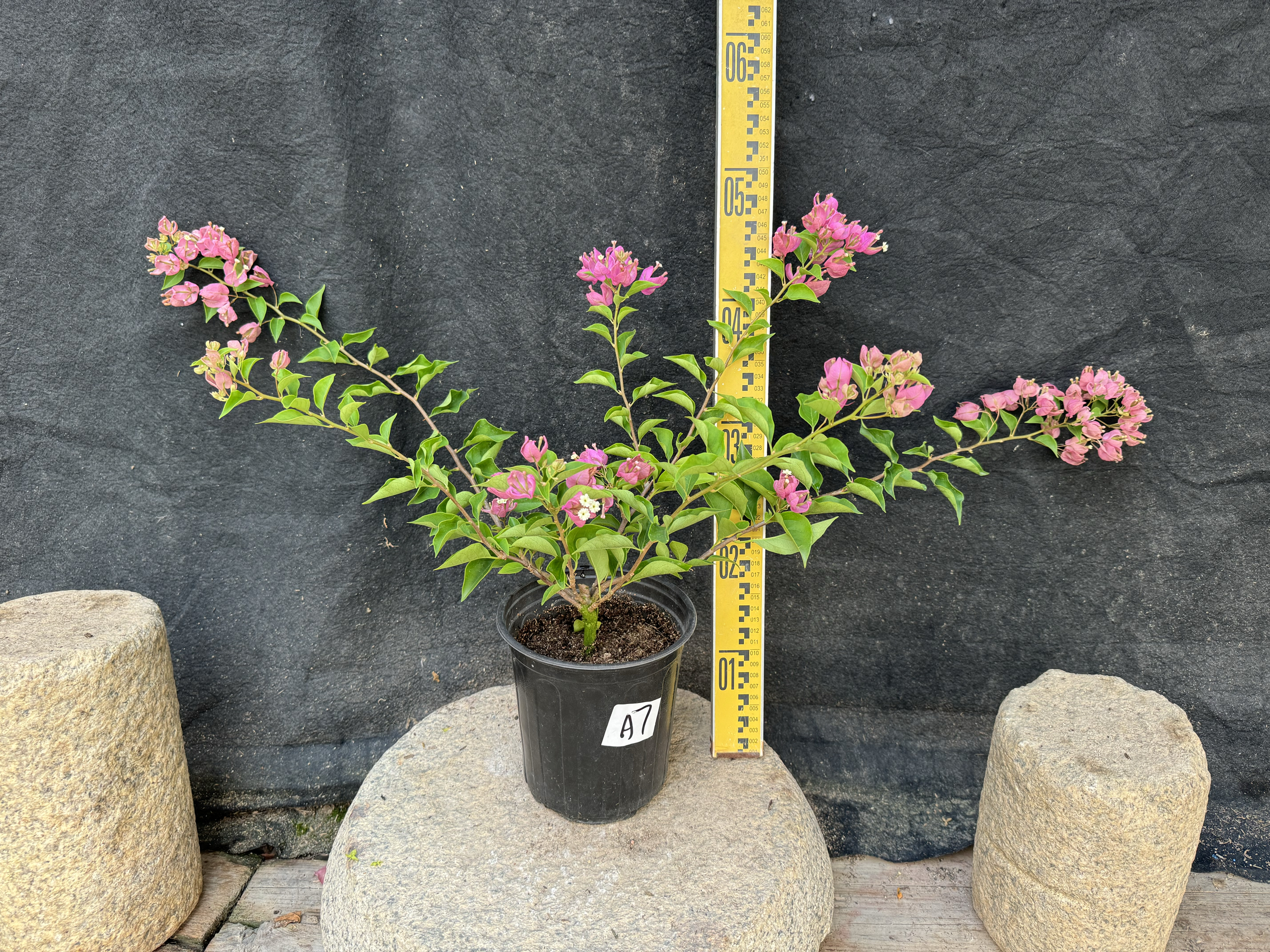 特殊花型灯笼红莲花三角梅